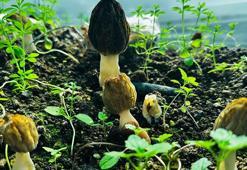 Mersin'de çiftçiler kilosu 5 bin TL'ye satılan kuzugöbeği mantarı üretimini öğrenecek