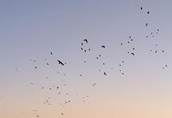 Karga ve sığırcıklar, gökyüzünde görsel şölen oluşturdu