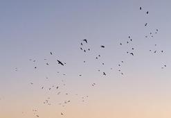 Karga ve sığırcıklar, gökyüzünde görsel şölen oluşturdu
