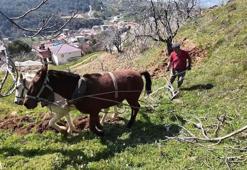 Aydın'da günlük 8 bin TL'ye at ile çift sürecek işçi bulunamıyor