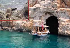 Nesli tehlikedeki Akdeniz foku yuvalarına ‘tur’ şikayeti