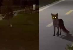 Başakşehir'de tilki görenler şaşkınlığını gizleyemedi