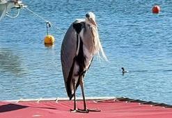 Avcılar'da 'Cabbar' isimli balıkçıl, barınağın maskotu oldu; Yaren leylek gibi o da burada