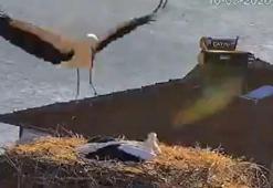 Yaren Leylek, eşi Nazlı ile de buluştu