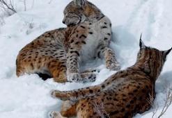 Kar üstündeki vaşaklar görüntülendi