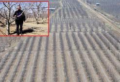 Geçen yıl zirai don nedeniyle verim alınamayan elmada 120 bin ton rekolte beklentisi
