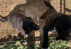 Kulakları kesilen yavru köpeklerin 30-40 bin liraya satıldığını söyleyerek şikayetçi oldu