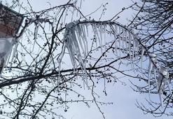 Kars'ta ağaçlar buz tuttu