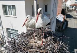 Leyleklerin 40 yıllık yuvası yıkıldı, onlar gelmeden yenisini yerleştirdi