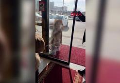 Fark ücretine itiraz eden kadın eczaneye saldırdı; o anlar kamerada