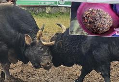 Menüsünde fındık ve pekmez olan boğalar kampta