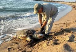 Kuşadası’nda aynı gün 3 deniz kaplumbağası ölü bulundu