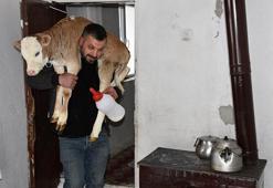 Yeni doğan buzağıyı evde biberonla besliyorlar