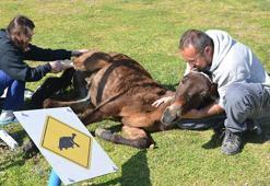 Ayağı kırılan katır, ötenazi düşünülürken ampütasyon ile yaşama tutundu