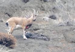 Yaralı dağ keçisini görüntüleyen aile hekimi: Tetiğe değil, deklanşöre basalım