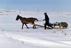 Zorlu kış şartlarında yaban hayvanları için atlı kızakla yem taşıdı