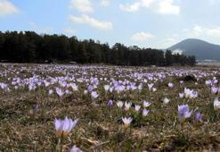 Yaylalar, baharın habercisi çiğdem çiçekleri ile renklendi