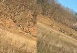 Bursa'da geyik sürüsü yola indi, sürücüler şaşırdı