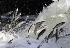 İnci kefali göçünün en çok izlendiği Deliçay'da su seviyesi yükseldi