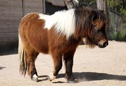 Bayramda doğan midilli 'Şeker', 1 yaşına giriyor