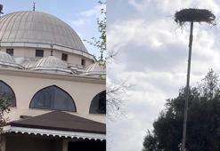 Yaban hayatı gözlemcisinden leyleğin bozulan yuvası için çağrı