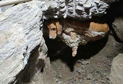 Kuruyan betonda mahsur kalan 'Paris', 7 saat sonra özgürlüğüne kavuştu