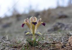 Kayseri'de nevruz çiçekleri açtı