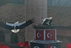 Can ve Canan leylek, 2'nci yıllarında da İznik'teki yuvalarında buluştu