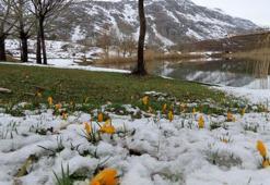 Yaylalarda karlar erimeye başladı, bahar çiçekleri açtı