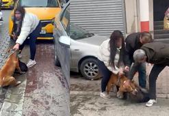 Saldırdığı köpeği ağır yaralayan Pitbull'a el konuldu, sahibine 95 bin lira ceza uygulandı