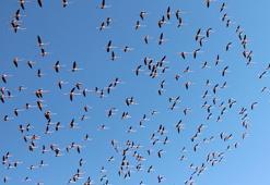 Flamingolar Tuz Gölü'ne gelmeye başladı