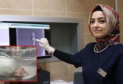 Akvaryumda taş yutan aksolotl balığı ameliyat edildi