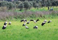 Göç yolculuğunda leyleklerin görsel şöleni