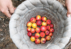 Mersin’de erkenci nektarin hasadı sürüyor; kilosu 500 TL’den alıcı buluyor