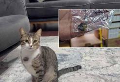 Kedinin midesindeki vantuz, 4 yıl sonra fark edilerek çıkarıldı