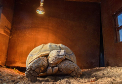 Doğal Yaşam Parkı'nın en yaşlı üyesine 'arkadaş' aranıyor