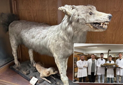 Doldurulmuş hayvan koleksiyonu, müzede korunuyor