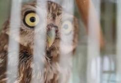 58 bin 22 yaralı yaban hayvanı tedavi edilerek doğaya salındı