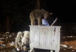 Uludağ’da kış uykusundan uyanan ayı ailesi, yiyecek ararken görüntülendi