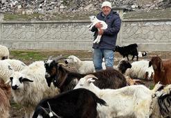 Kayseri’de yabani hayvanların saldırısına uğrayan 11 keçi öldü