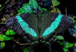 Konya Tropikal Kelebek Bahçesi, 10 bin kelebekle ziyaretçilerini ağırlıyor