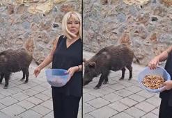 Şarkıcı Safiye Soyman, kapısına gelen yaban domuzunu cevizle besledi