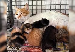 Gebe köpek öldü, yavrulara anne kedi sahip çıktı