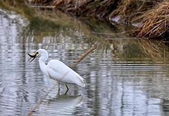 Erzincan’da büyük ak balıkçıl beslenirken görüntülendi
