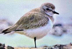 Antalya'da renkli bahar göçü; 3 günde 103 tür