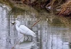 Erzincan’da büyük ak balıkçıl beslenirken görüntülendi