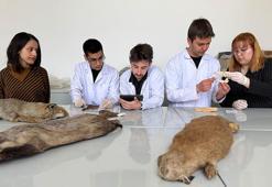 Doğada ölü bulunan hayvanlar üzerinde genetik inceleme