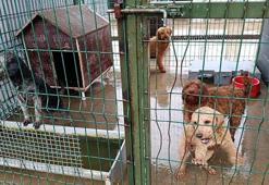 Edirne'de operasyonla 88 köpek kurtarıldı