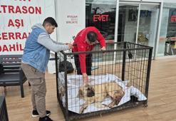 Kayıp köpeğini vurulmuş olarak buldu; şüpheli tutuklandı