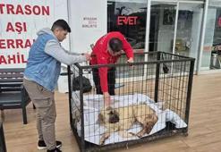 Kayıp köpeğini vurulmuş olarak buldu; şüpheli tutuklandı